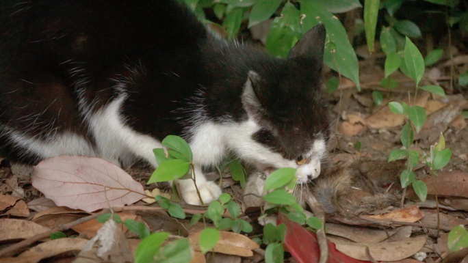 奶牛猫在树林里吃老鼠