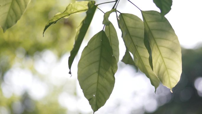 夏天春天树叶宣传