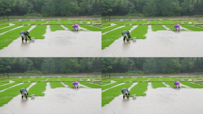 农民在雨中劳作