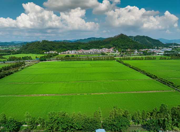 珠海斗门水稻农业种植 航拍延时