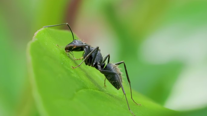 弓背蚁微距觅食记，植物间的生命交响