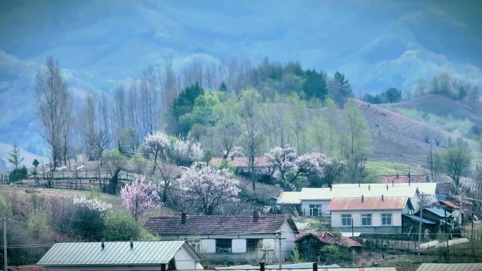 4K 航拍  春到山乡  山村里的花开了