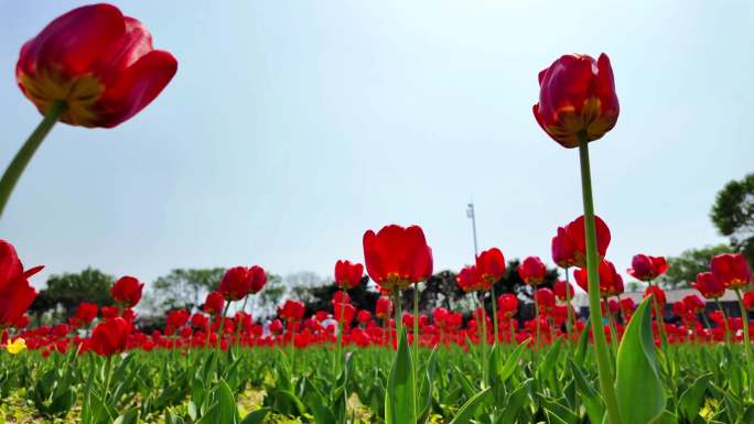 郁金香花春暖花开空镜素材