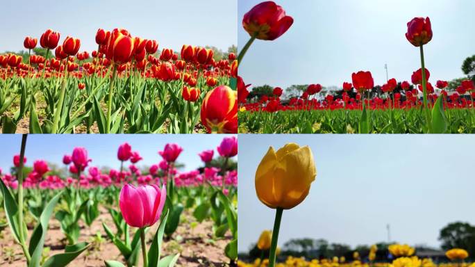 郁金香花春暖花开空镜素材