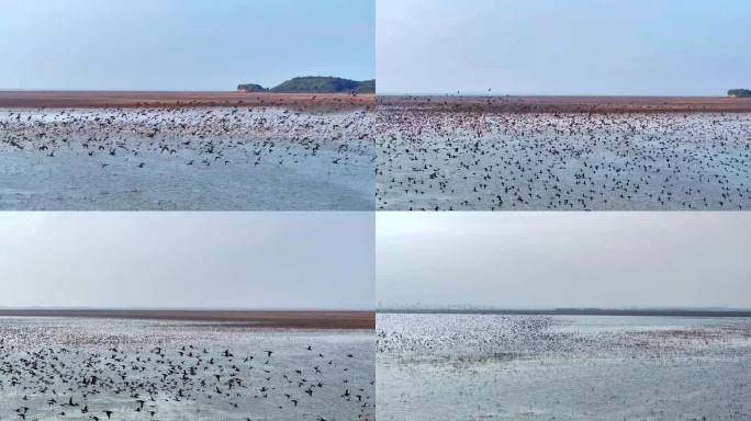 湿地鸟浪