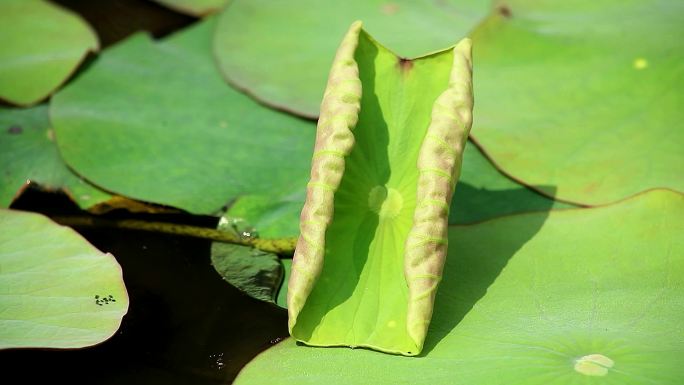 洪湖大湖野生红莲之十五