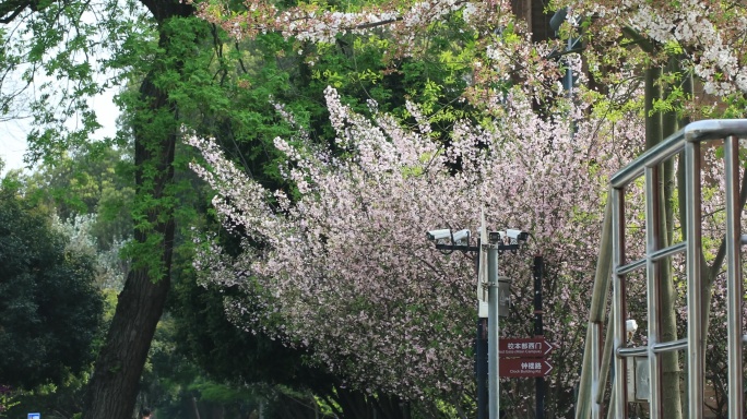 樱花林樱花飘落时节满地落樱苏州大学樱花雨