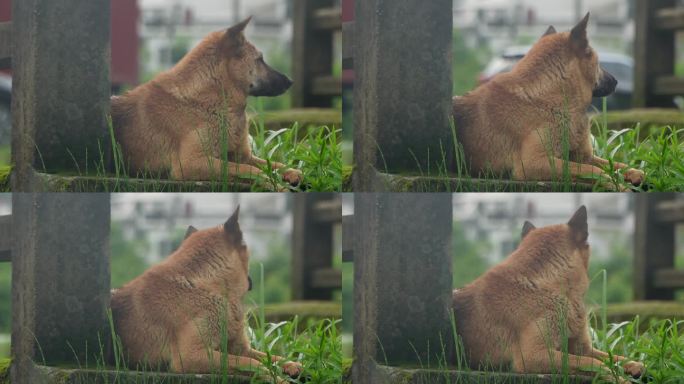 乡村土狗