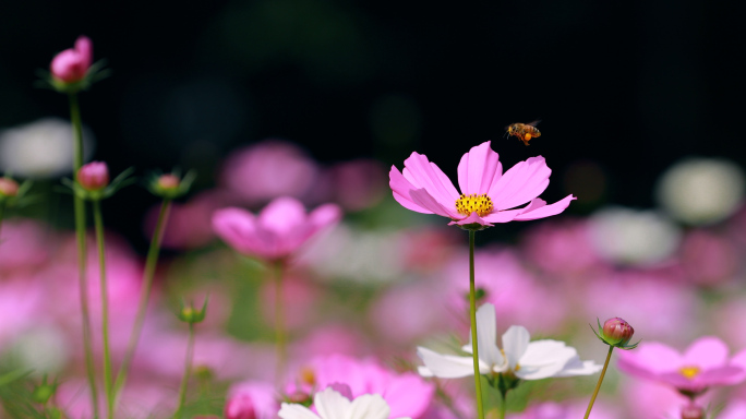 清晨 唯美 格桑花 空镜