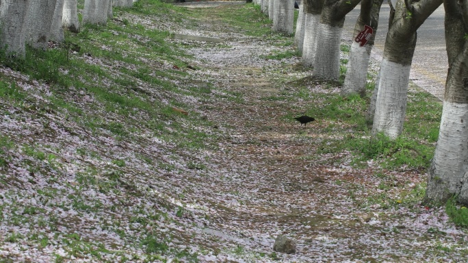 樱花林樱花飘落时节满地落樱苏州大学樱花雨