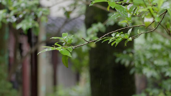 雨天树木