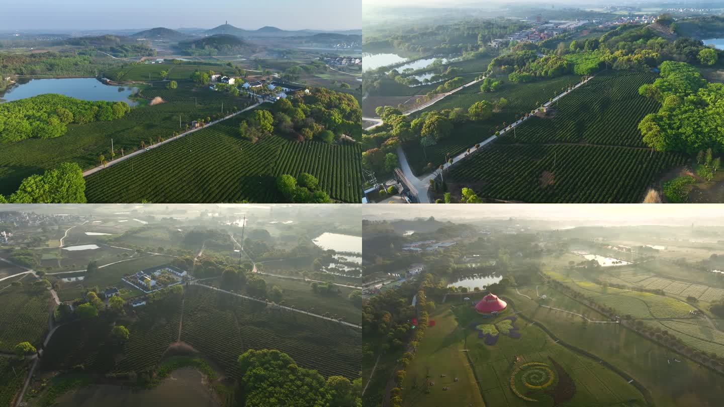 江苏南京高淳区慢城茶园风光