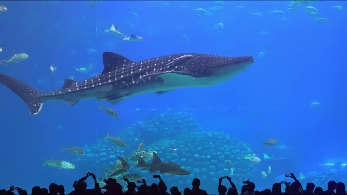 珠海长隆海洋世界鲸鲨升格实拍