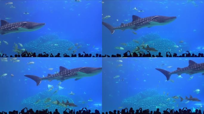 珠海长隆海洋世界鲸鲨升格实拍