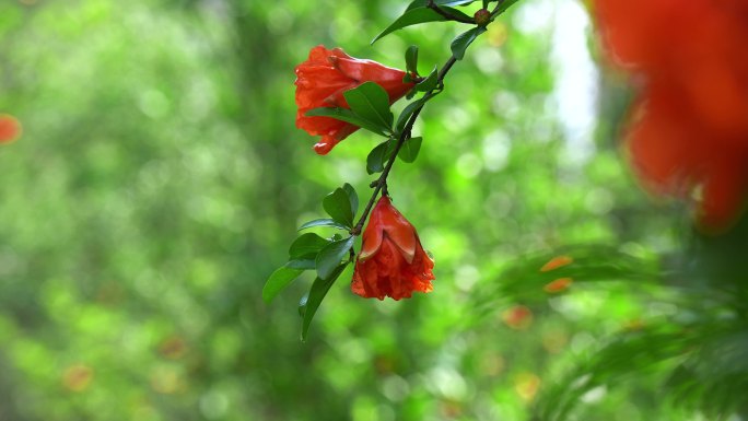 石榴花 石榴花包 红色花