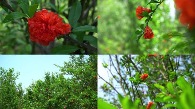 石榴花 石榴花包 红色花