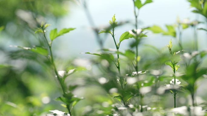 夏天春天树叶绿色植物