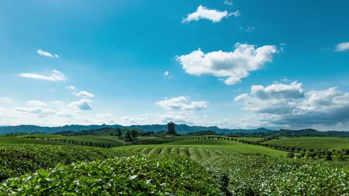 4k 茶园 茶山 延时摄影 视频素材