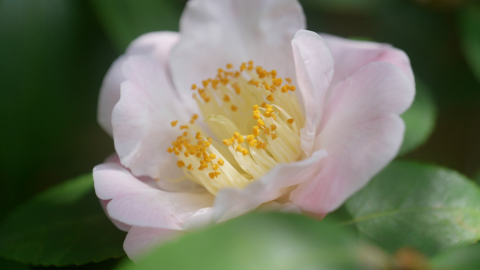 粉色山茶花