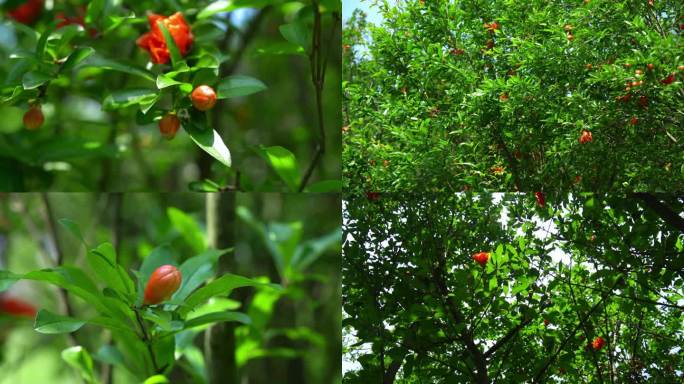 石榴花 石榴花包 红色花