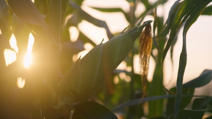 玉米地苞谷-玉米唯美逆光特写航拍