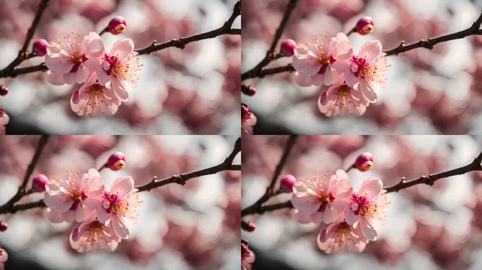 盛开鲜花花朵雕塑