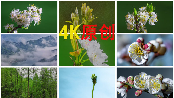 生长植物生长花开延时春天发芽希望励志