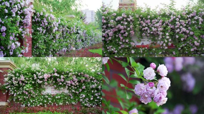 蔷薇花春天绿植鲜花花开精油园林花瓣浪漫