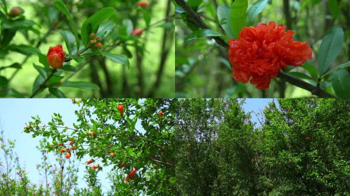 石榴花 石榴花包 红色花