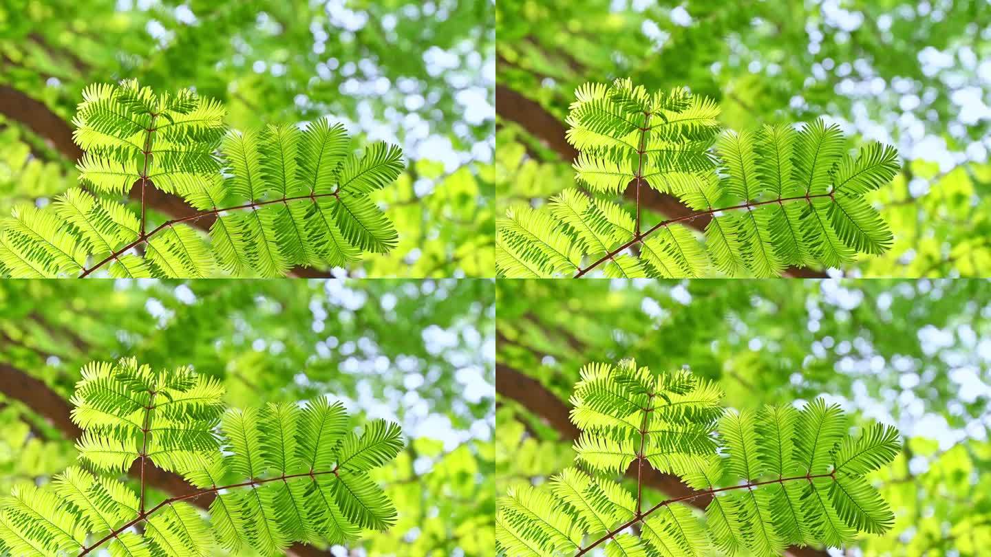 春天阳光下的绿色水杉枝叶逆光仰拍特写