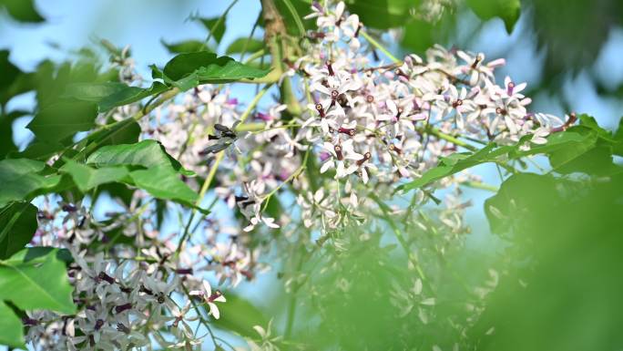 苦楝树楝花春天开花绽放盛开自然风光