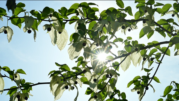 阳光穿过珙桐树开花鸽子花鸽子树