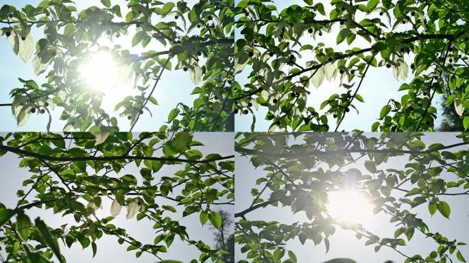阳光穿过珙桐树开花鸽子花鸽子树