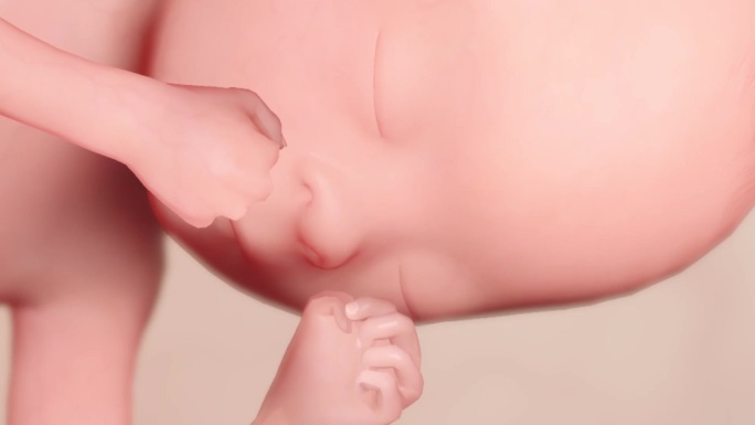 胚胎发育过程18周胎脂面容生殖器官