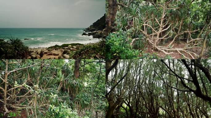 海南海边热带植物实拍视频