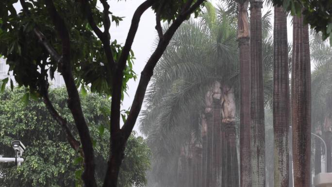 雨天 深圳 树木 春雨 雨滴 平安大厦