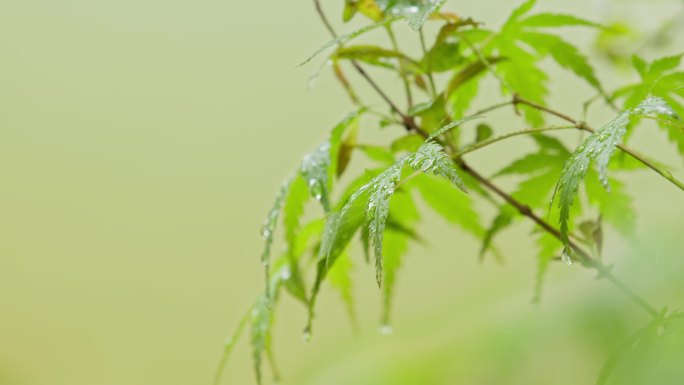 雨天枫叶