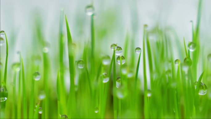 种子发芽破土而出露珠生长水稻延时生长延时