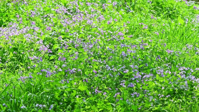 春天阳光下生长的一片紫色二月兰野花花丛