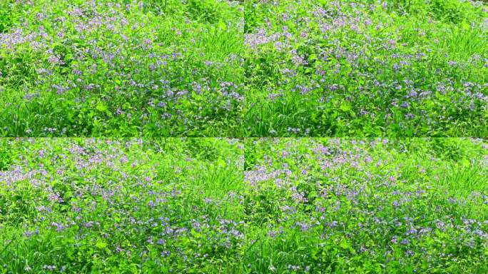 春天阳光下生长的一片紫色二月兰野花花丛