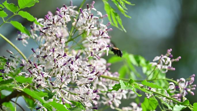 春天苦楝树楝花蜜蜂绿色植物自然风光