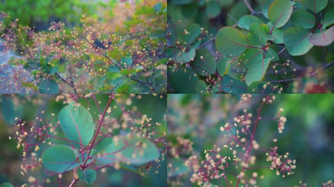 黄栌木花