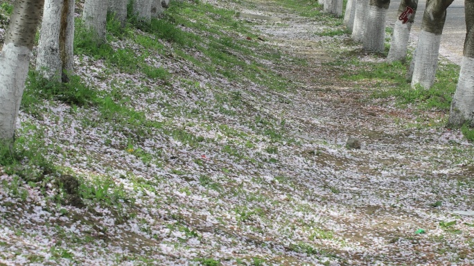 樱花林樱花飘落时节满地落樱苏州大学樱花雨