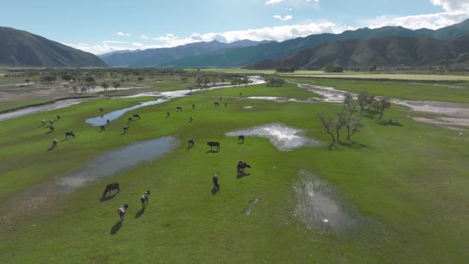 西藏拉孜湿地