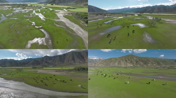 西藏拉孜湿地
