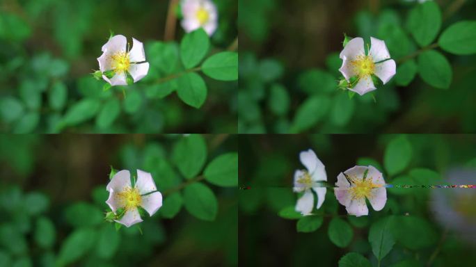 刺梨花 野刺梨花