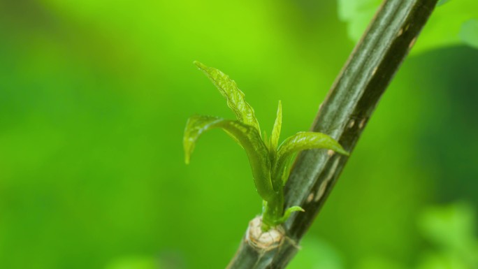 垂丝茉莉生长发芽延时