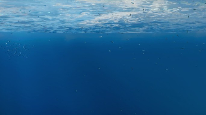 海洋世界4K座头鲸背景