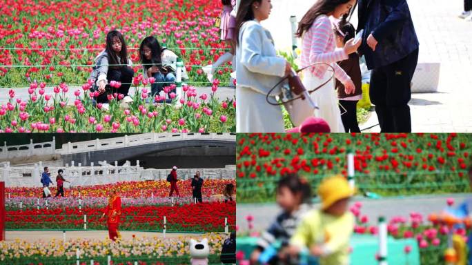 郁金香花海 游玩赏花人群