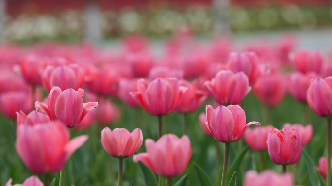 郁金香花春暖花开空镜素材